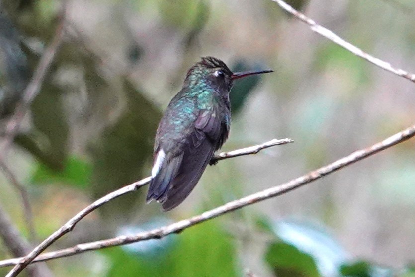 Sapphire-spangled Emerald - ML646371739