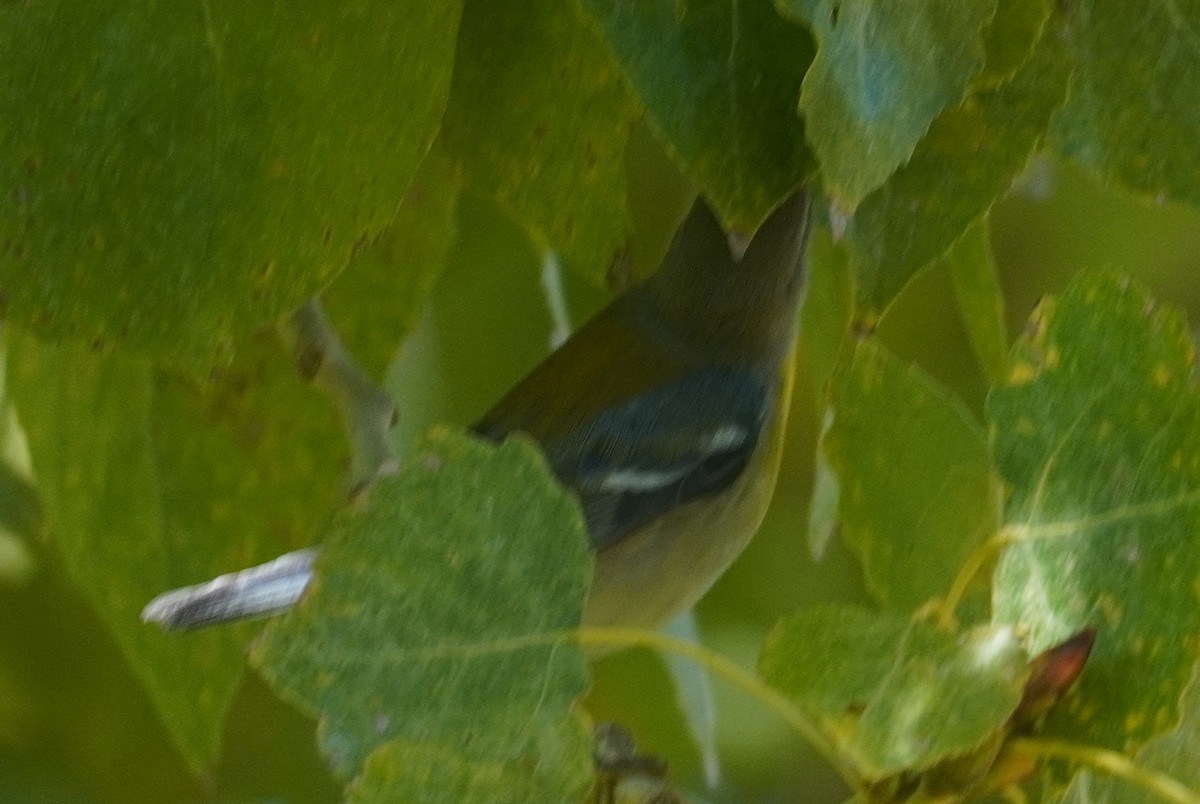 Northern Parula - ML646371741