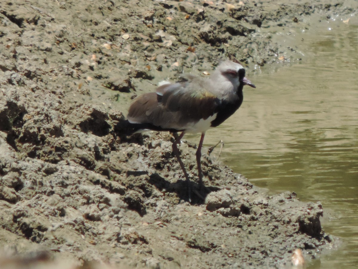 Southern Lapwing - ML646371742