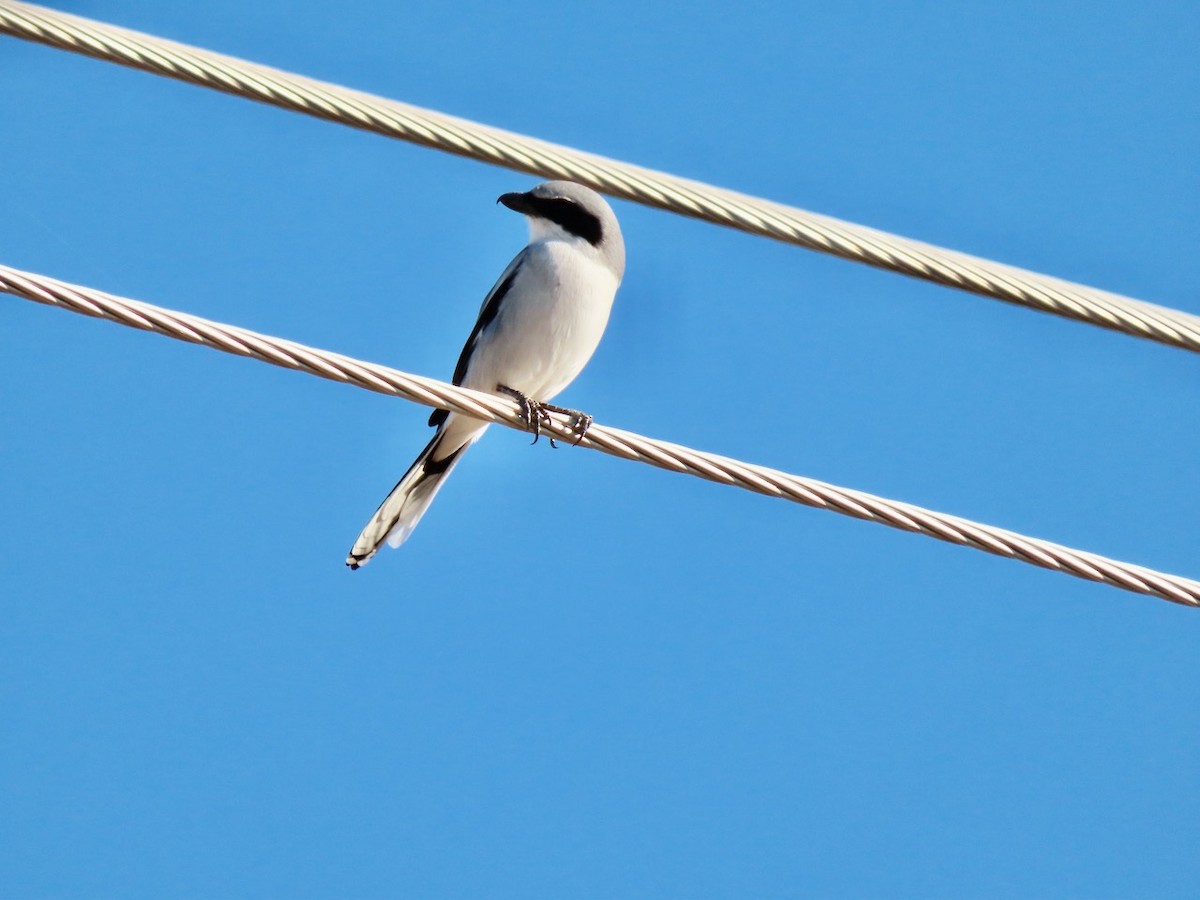 Loggerhead Shrike - ML646371745