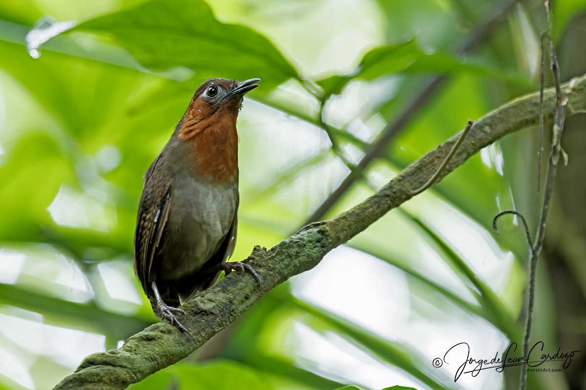 Song Wren - ML646371747