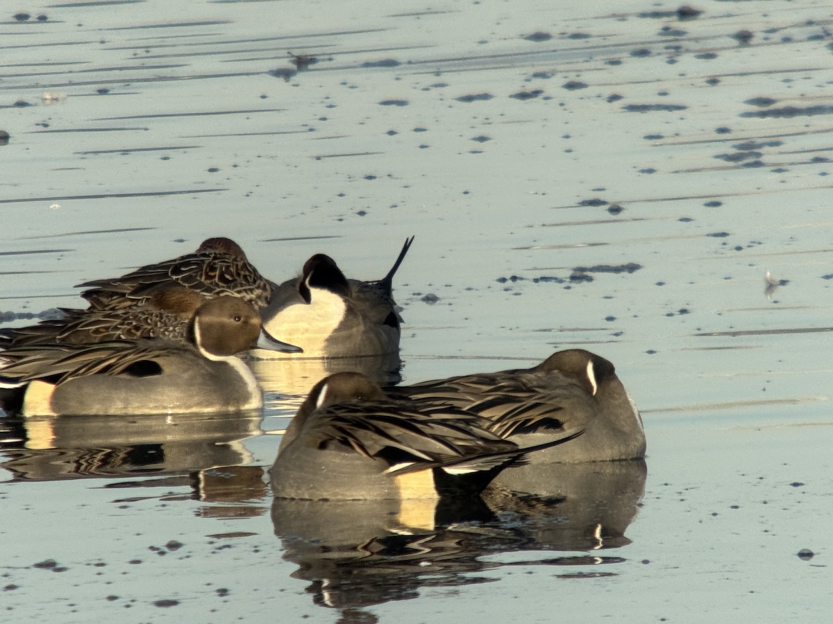 Northern Pintail - ML646371753