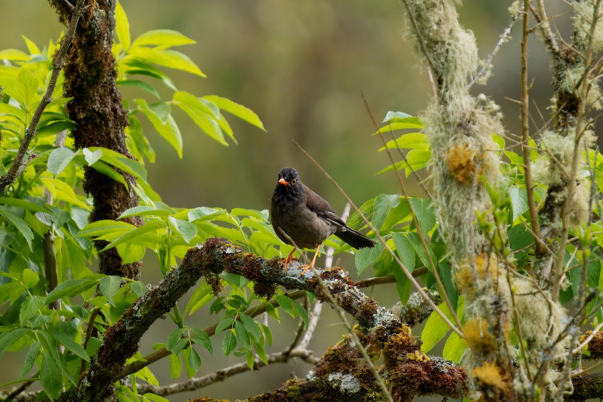 Glossy-black Thrush - ML646371754
