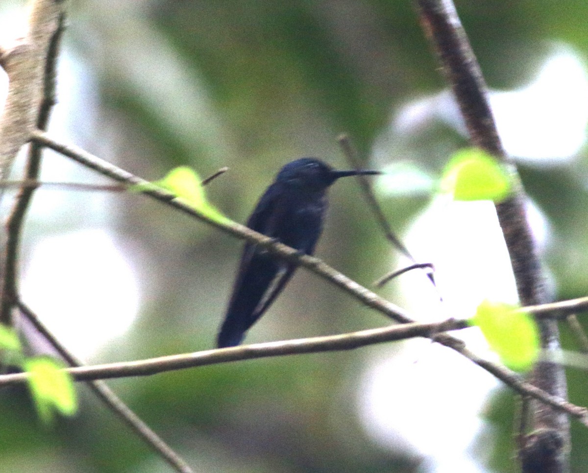 hummingbird sp. - ML646371755