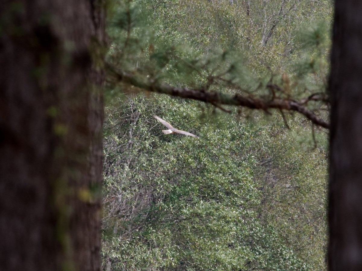 Лунь американський - ML646371756