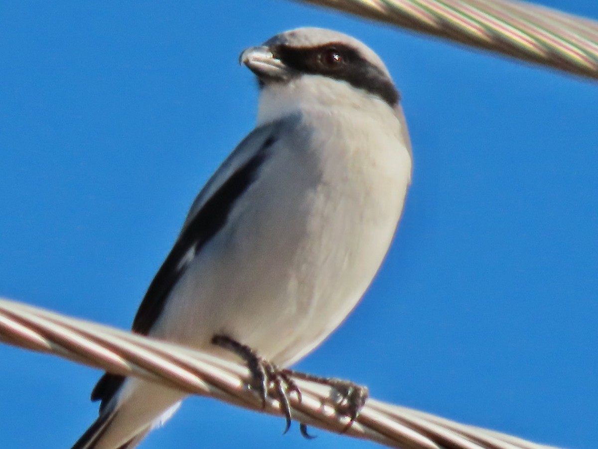 Loggerhead Shrike - ML646371758