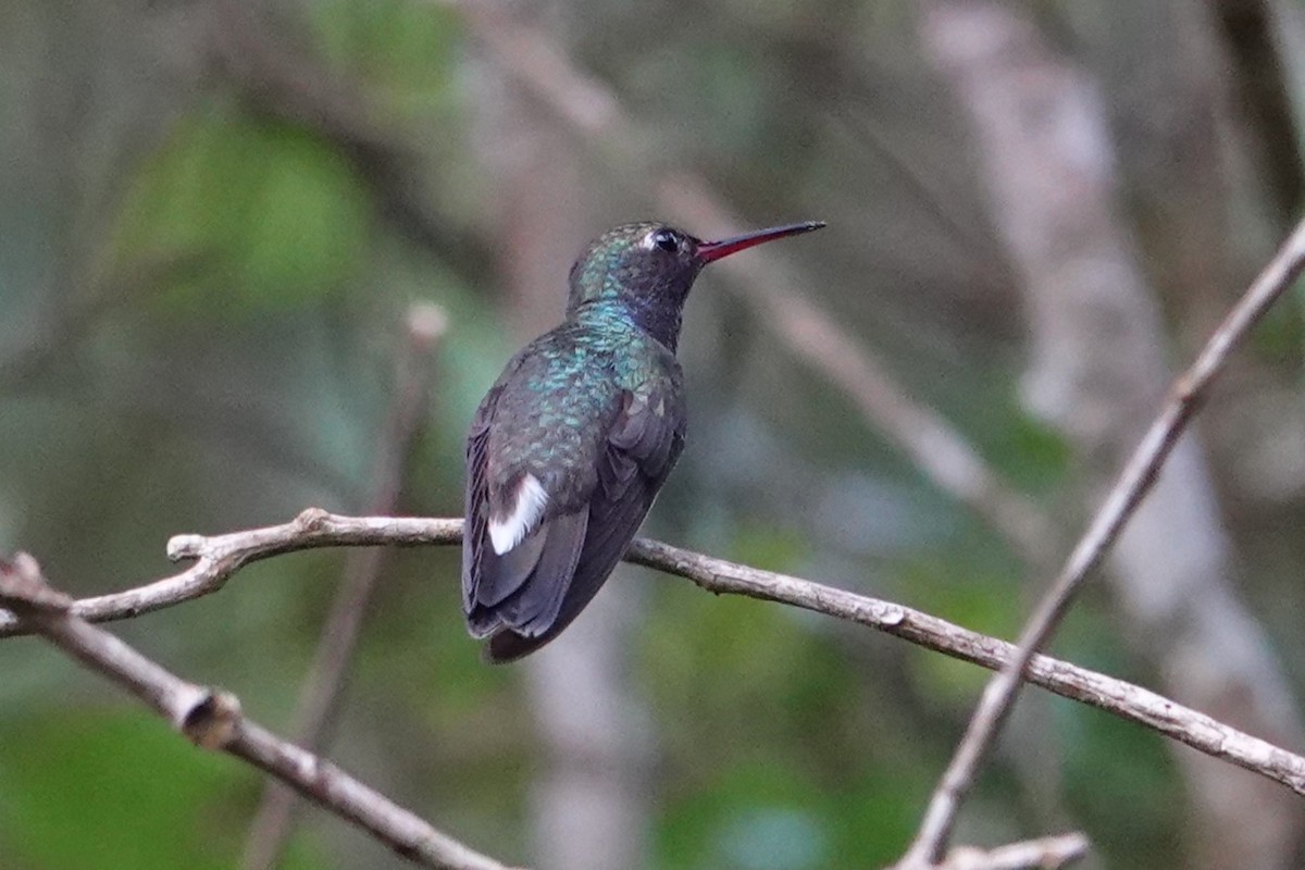 Sapphire-spangled Emerald - ML646371759