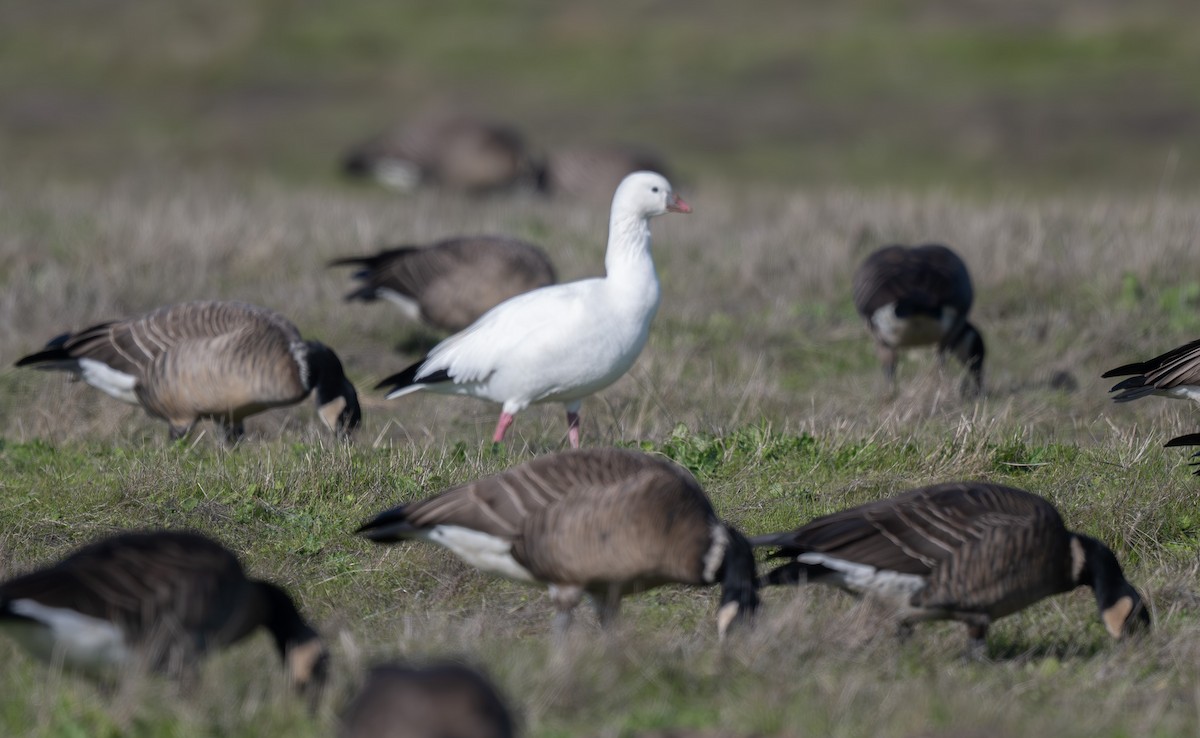 Ross's Goose - ML646371760
