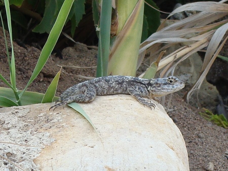 Roughtail Rock Agama - ML646371761