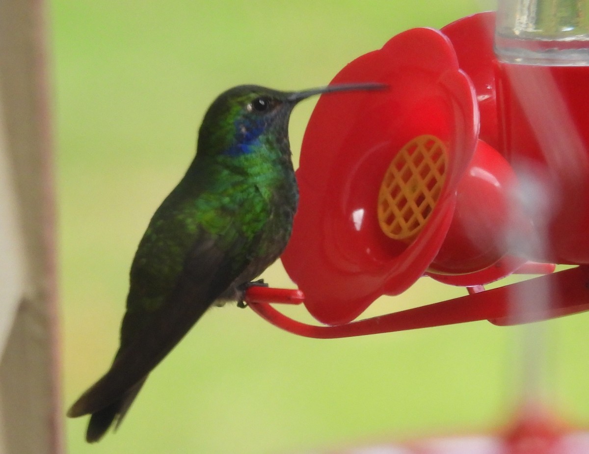 Mexican Violetear - ML646371762