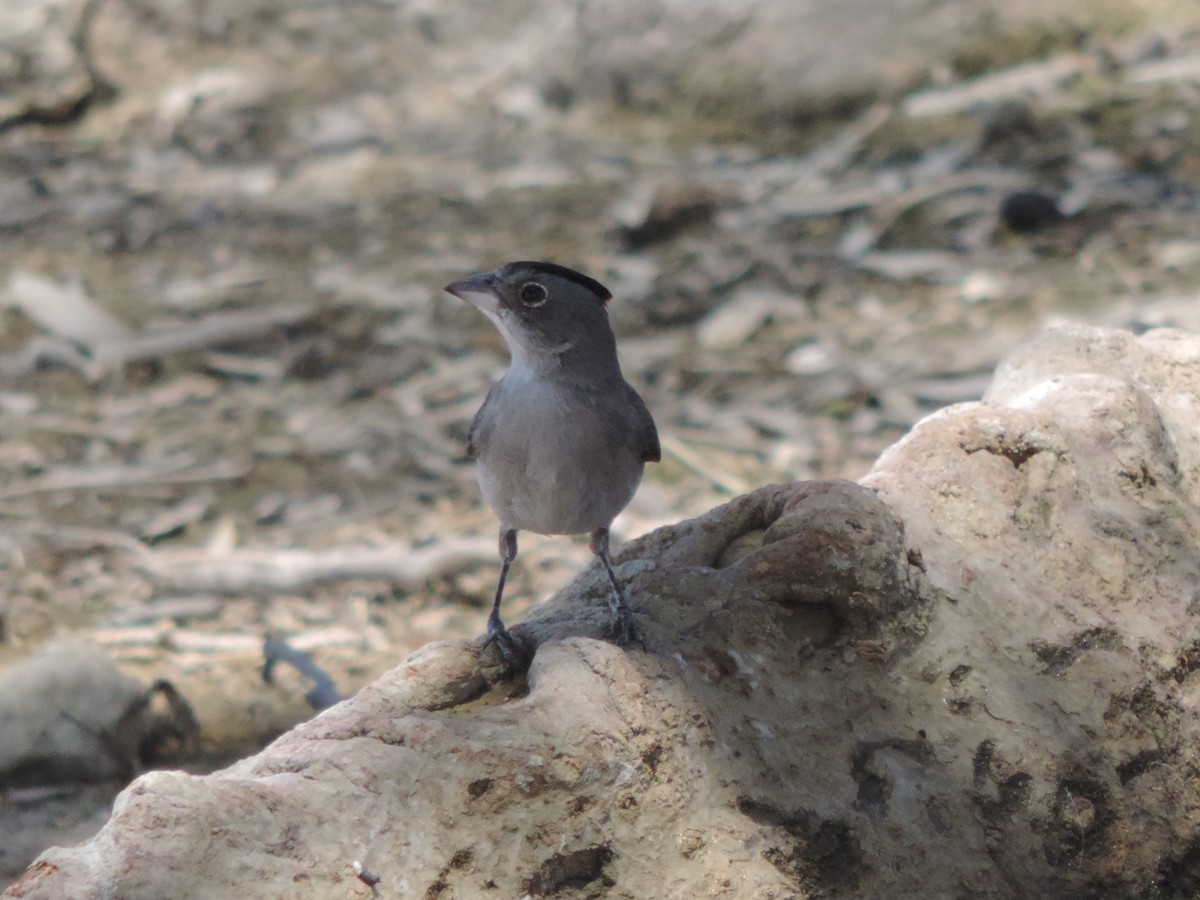 Pileated Finch - ML646371763