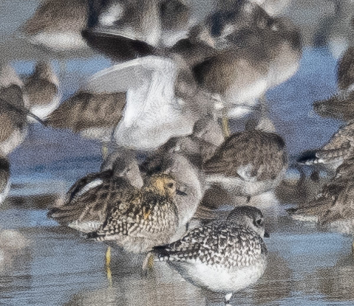 Pacific Golden-Plover - ML646371766