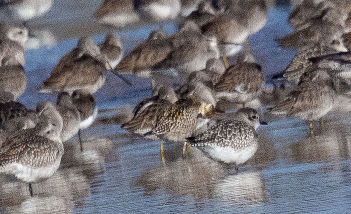 Pacific Golden-Plover - ML646371767