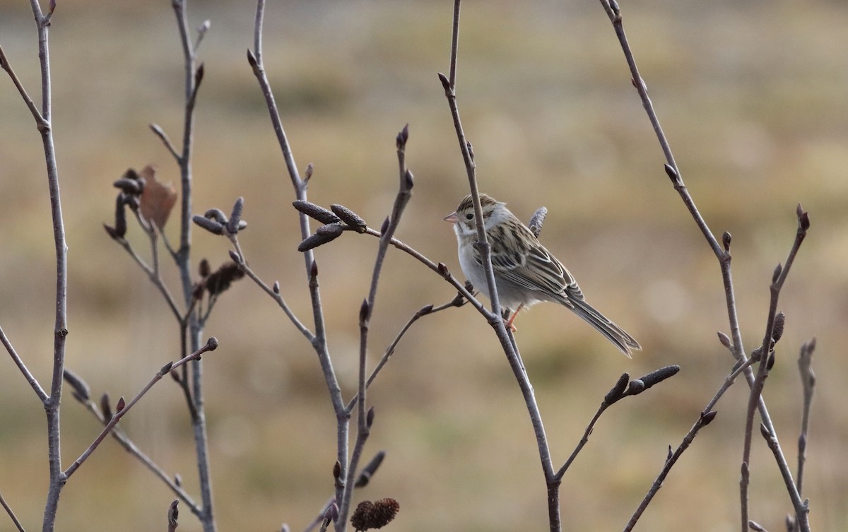 Clay-colored Sparrow - ML646371768