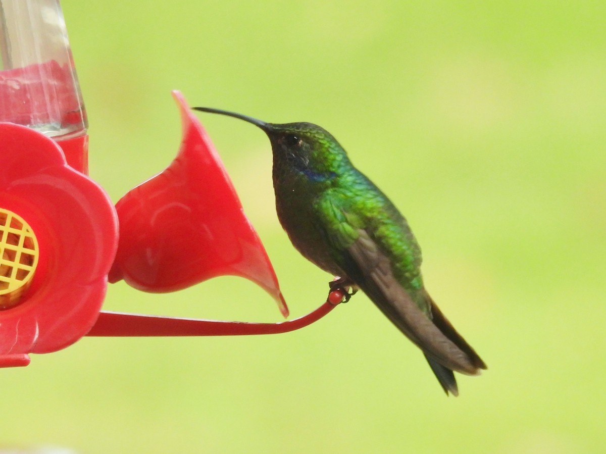 Mexican Violetear - ML646371773