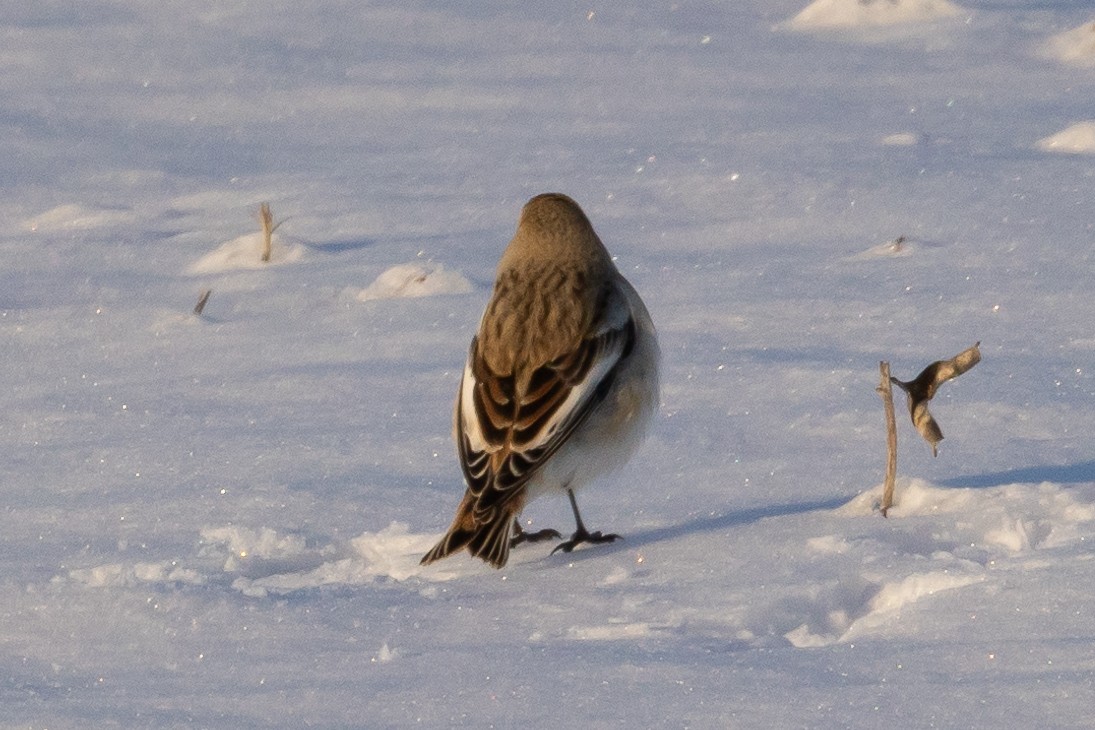 Snow Bunting - ML646371775