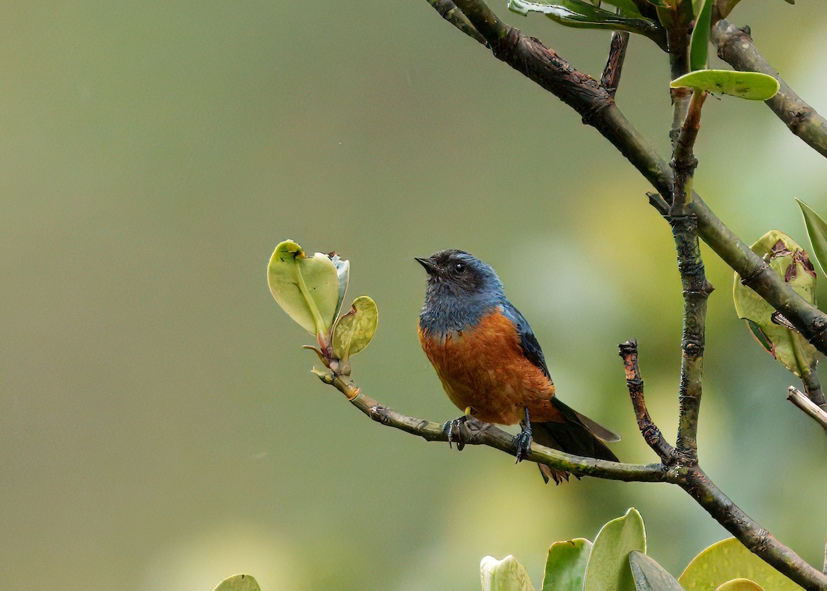Blue-backed Conebill - ML646371778