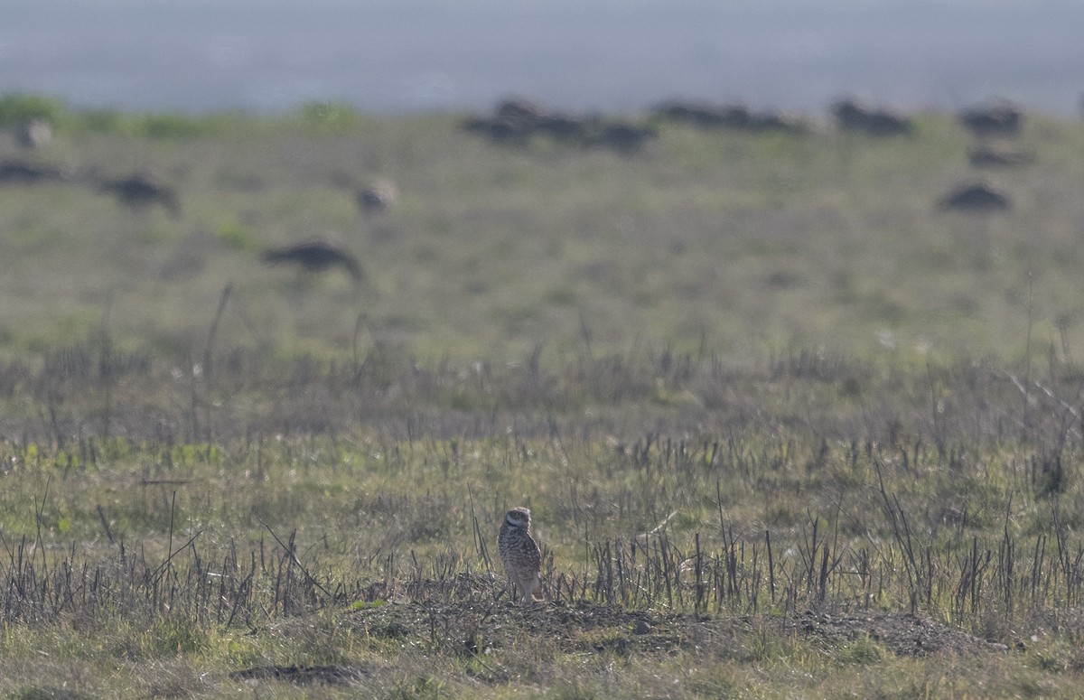 Burrowing Owl - ML646371780