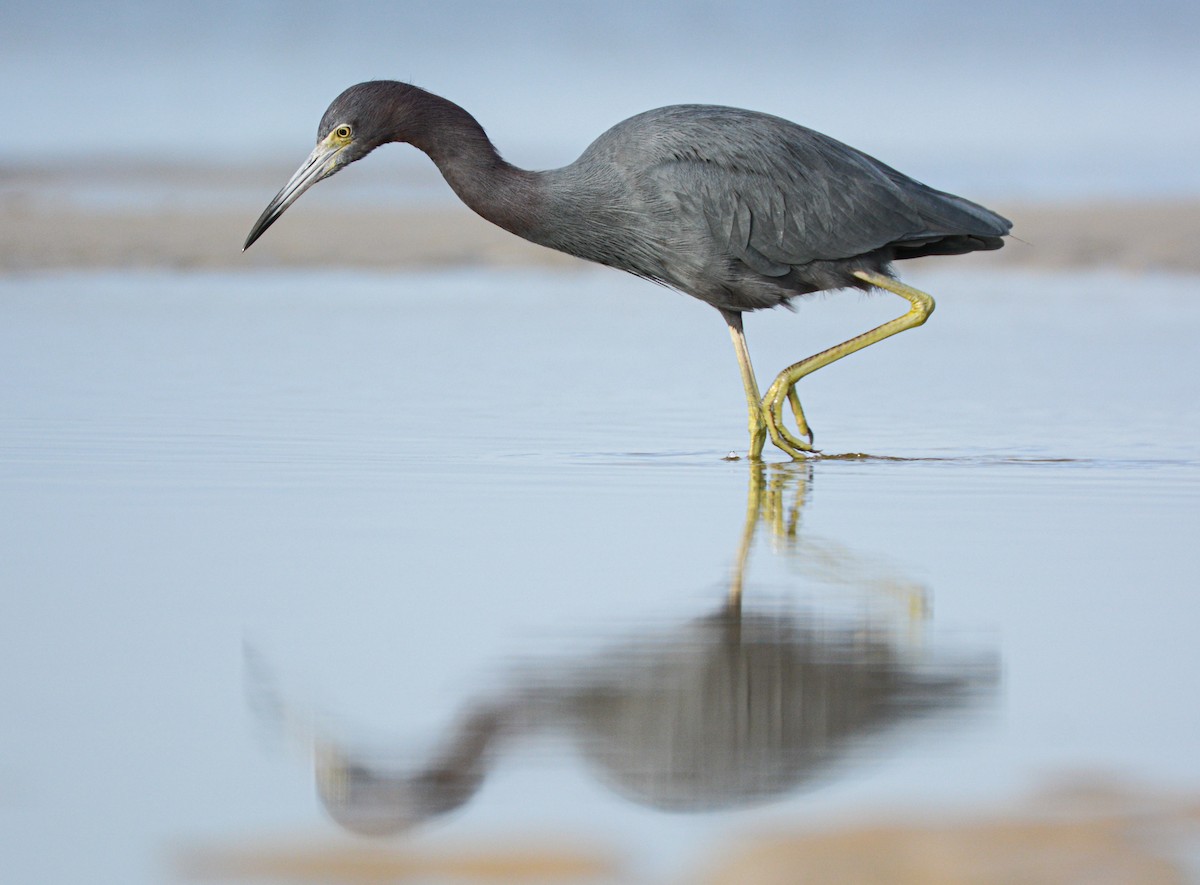 Little Blue Heron - ML646371787