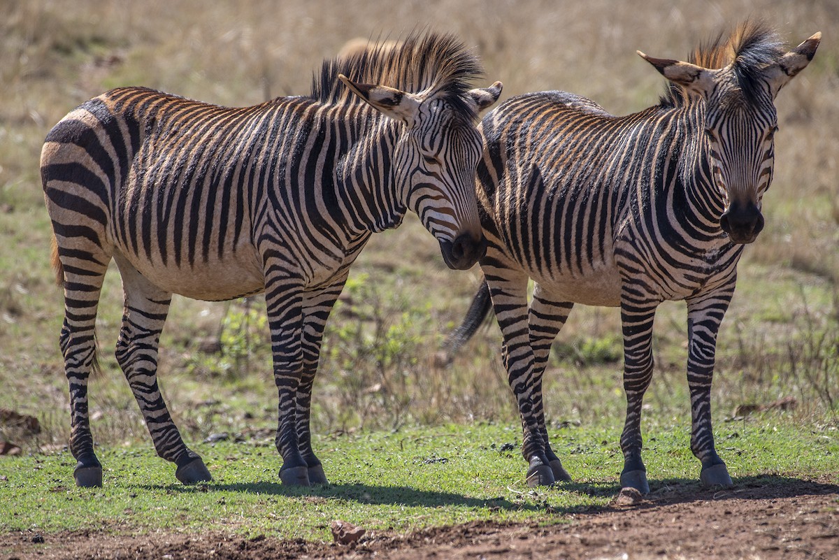 Hartmann's Mountain Zebra - ML646371788