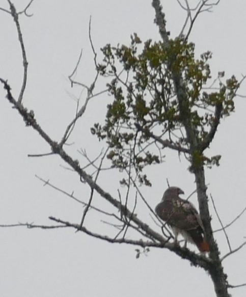 アカオノスリ - ML646371795