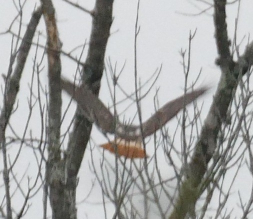 アカオノスリ - ML646371796