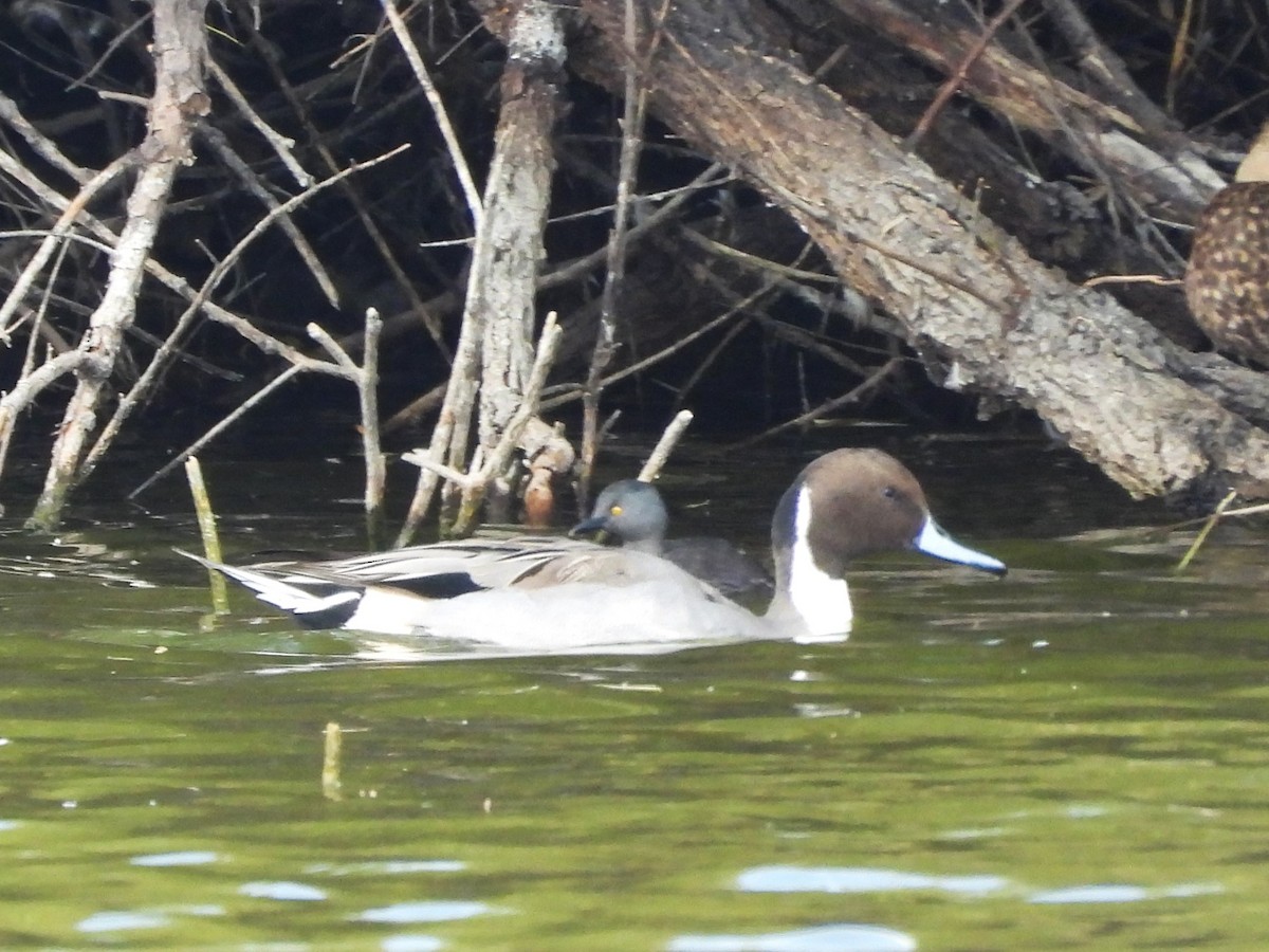 Northern Pintail - ML646371798