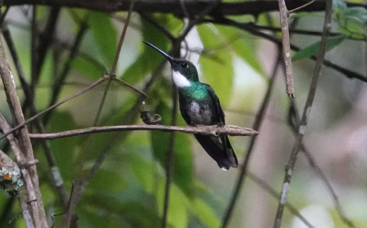 White-throated Hummingbird - ML646371800