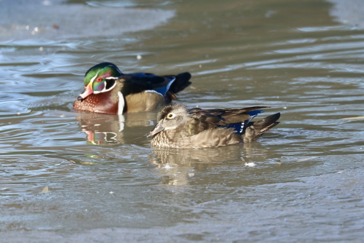 Wood Duck - ML646371806