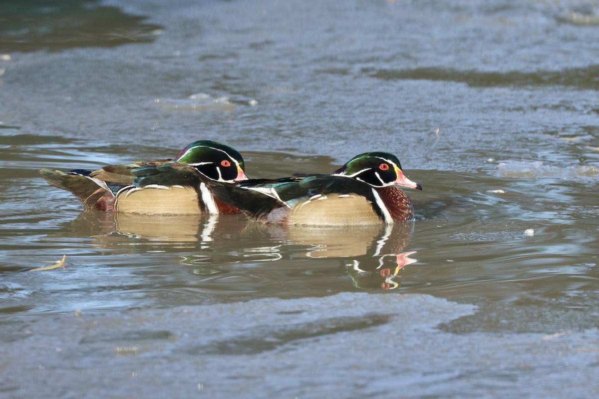 kachnička karolínská - ML646371807