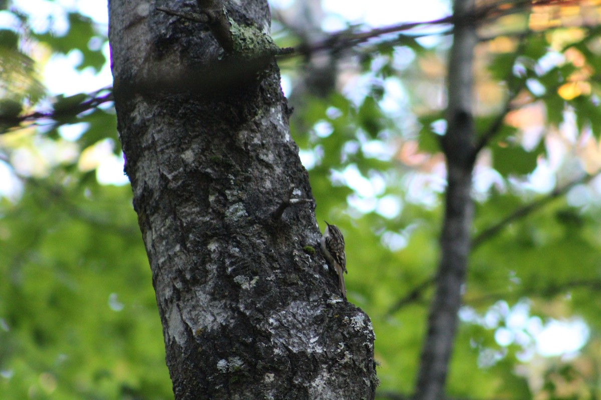 Brown Creeper - ML646371809