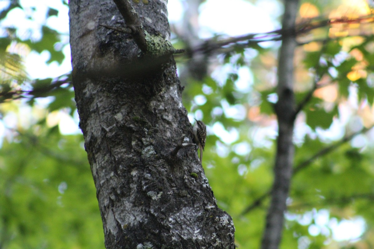 Brown Creeper - ML646371810