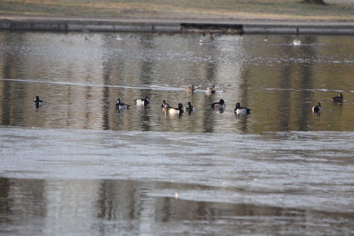 Ring-necked Duck - ML646371811