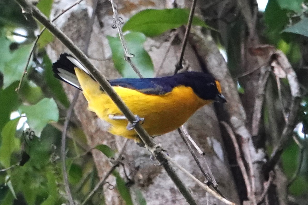 Violaceous Euphonia - ML646371812