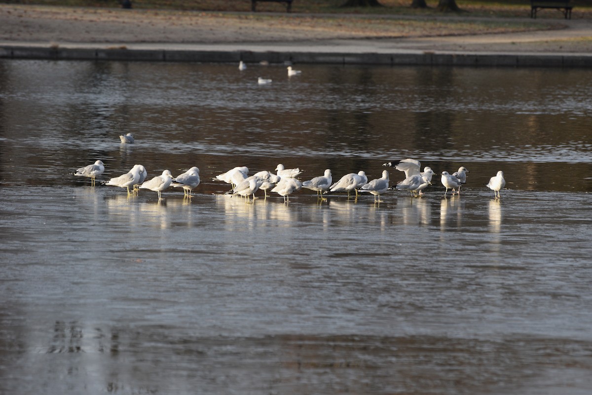 Ring-billed Gull - ML646371813