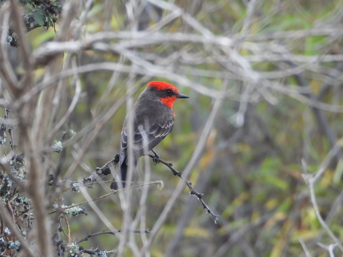 Vermilion Flycatcher - ML646371814