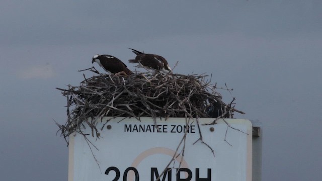Águila Pescadora (americana) - ML646371816