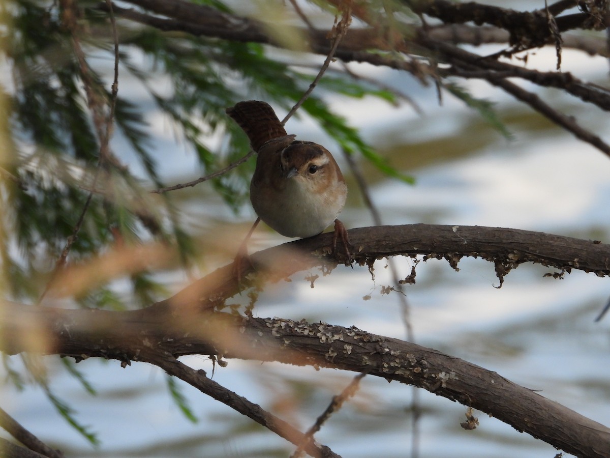 Marsh Wren - ML646371821