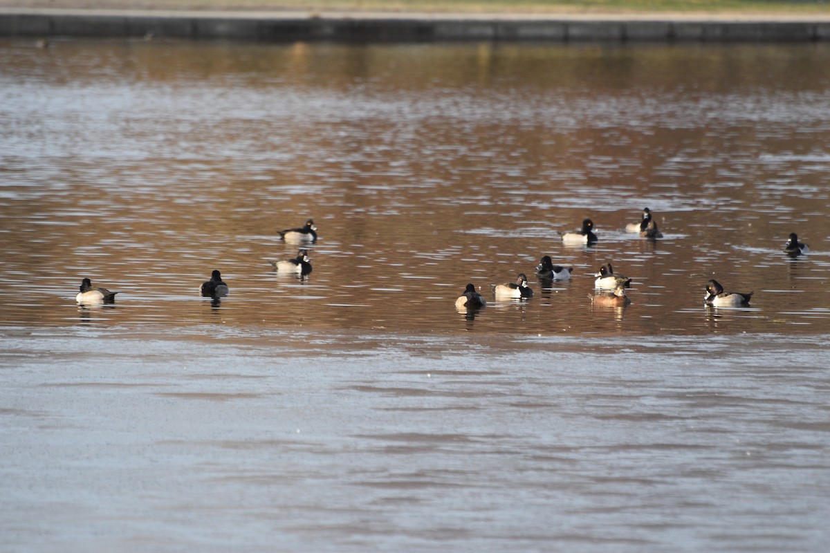 Ring-necked Duck - ML646371822