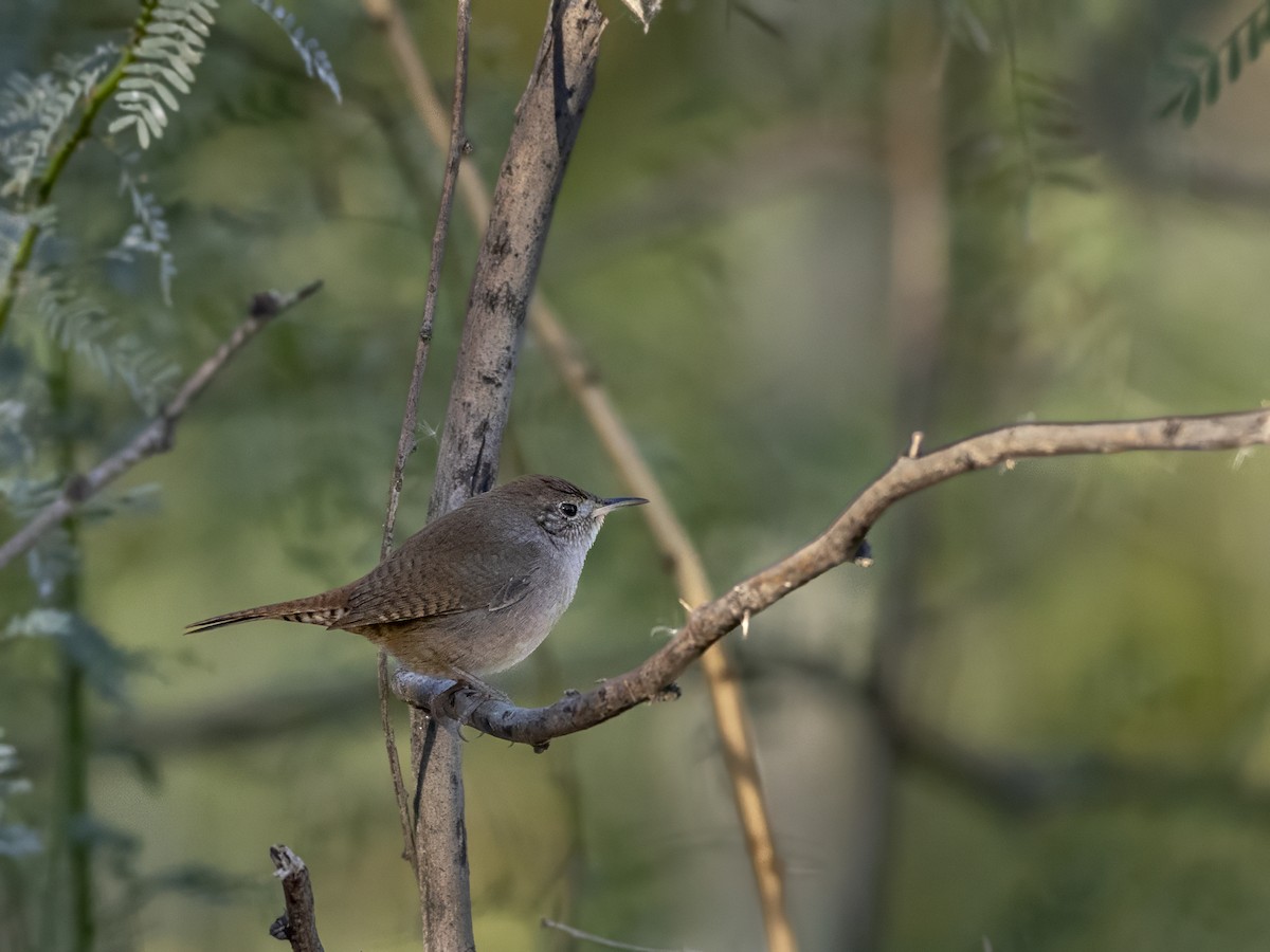 Northern House Wren - ML646371823