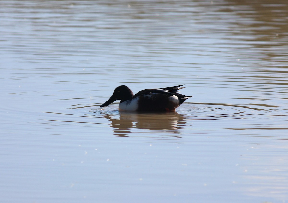 Northern Shoveler - ML646371824