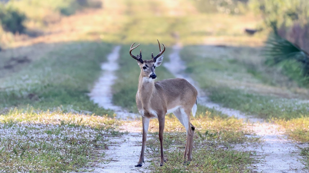 Animals - ML646371825