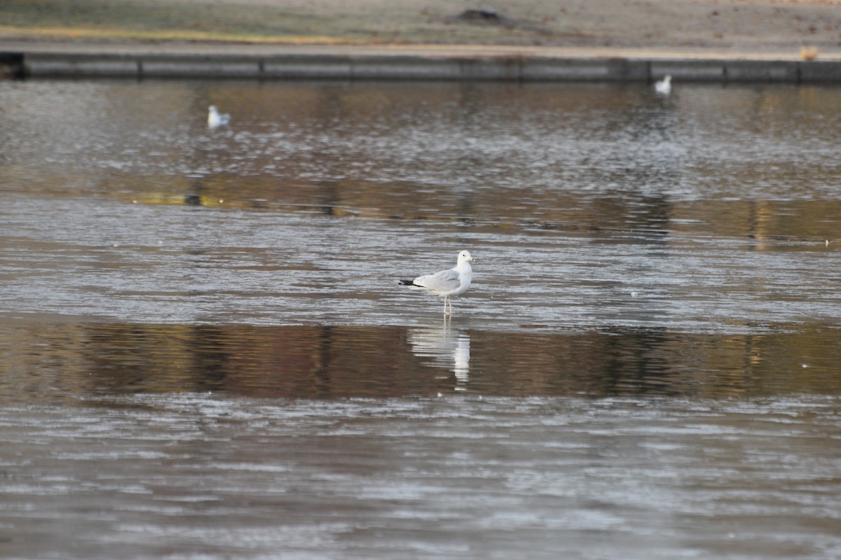 Ring-billed Gull - ML646371829