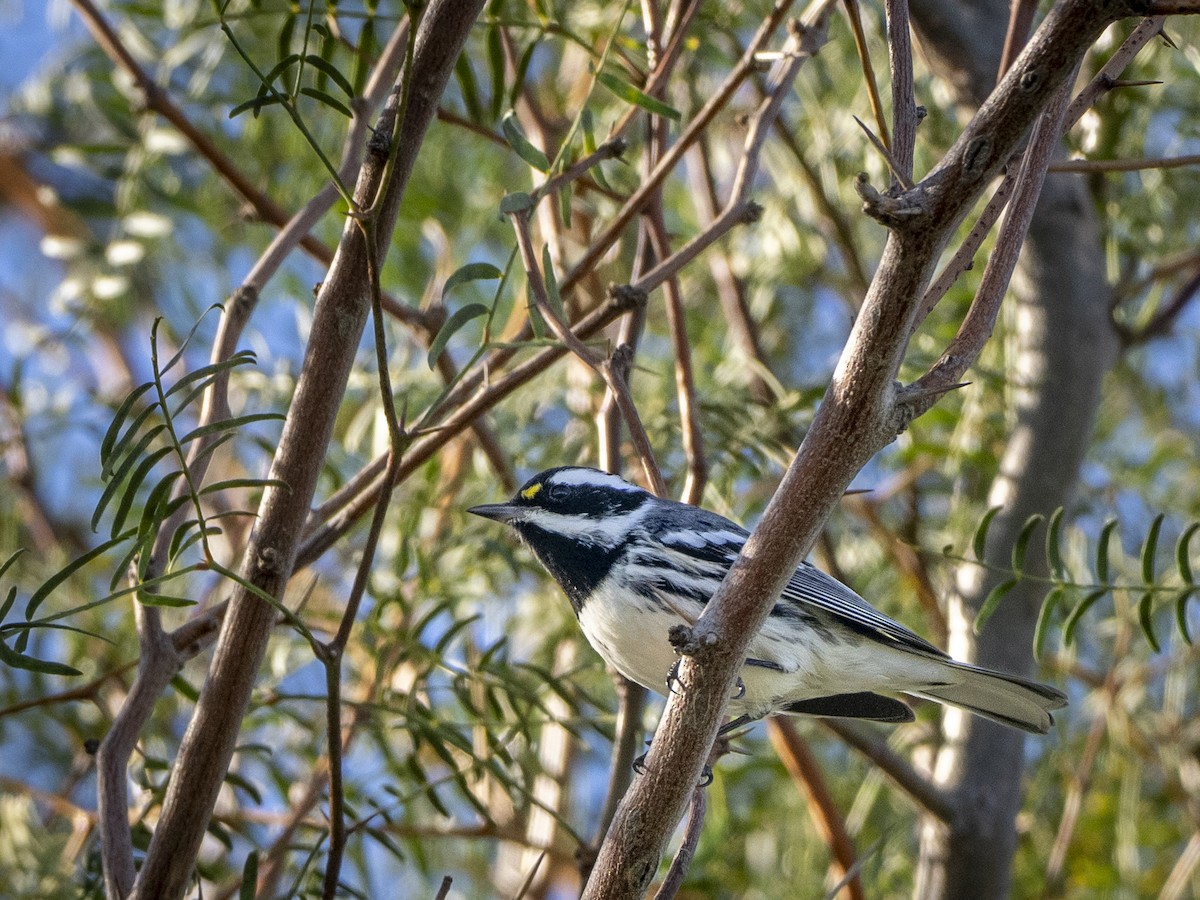 Black-throated Gray Warbler - ML646371830