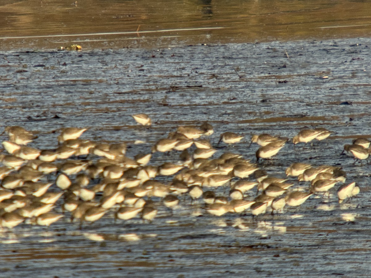 Dunlin - ML646371831