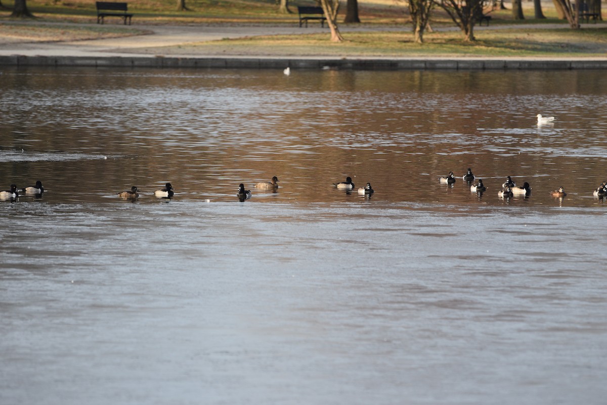 Ring-necked Duck - ML646371833