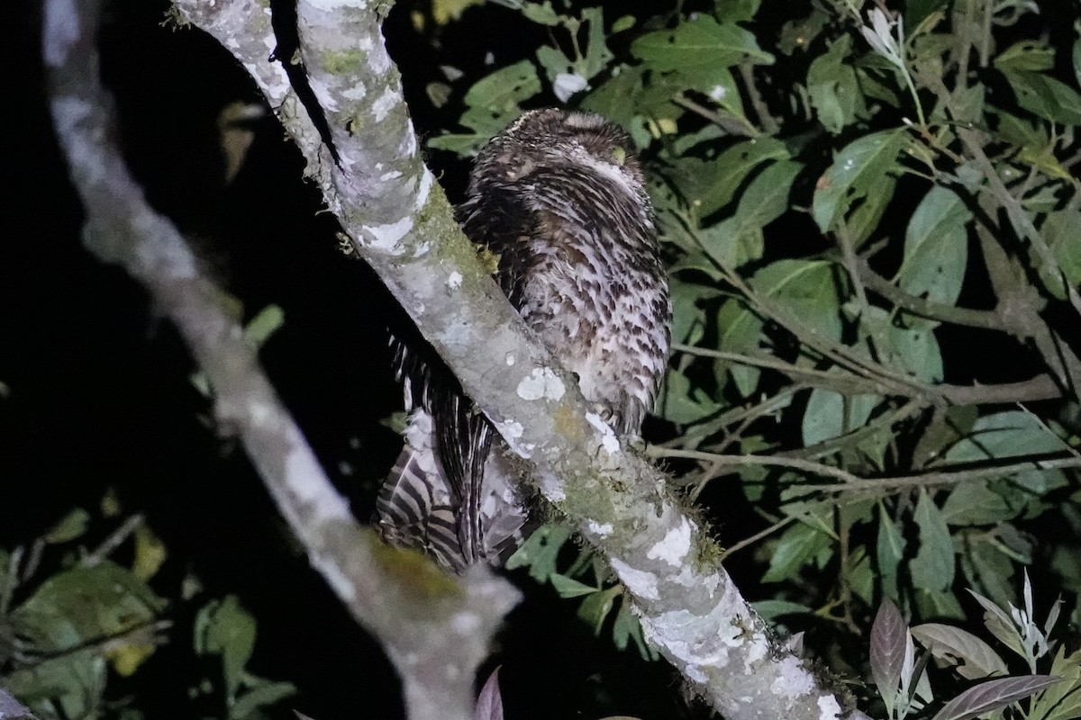 Rusty-barred Owl - ML646371834