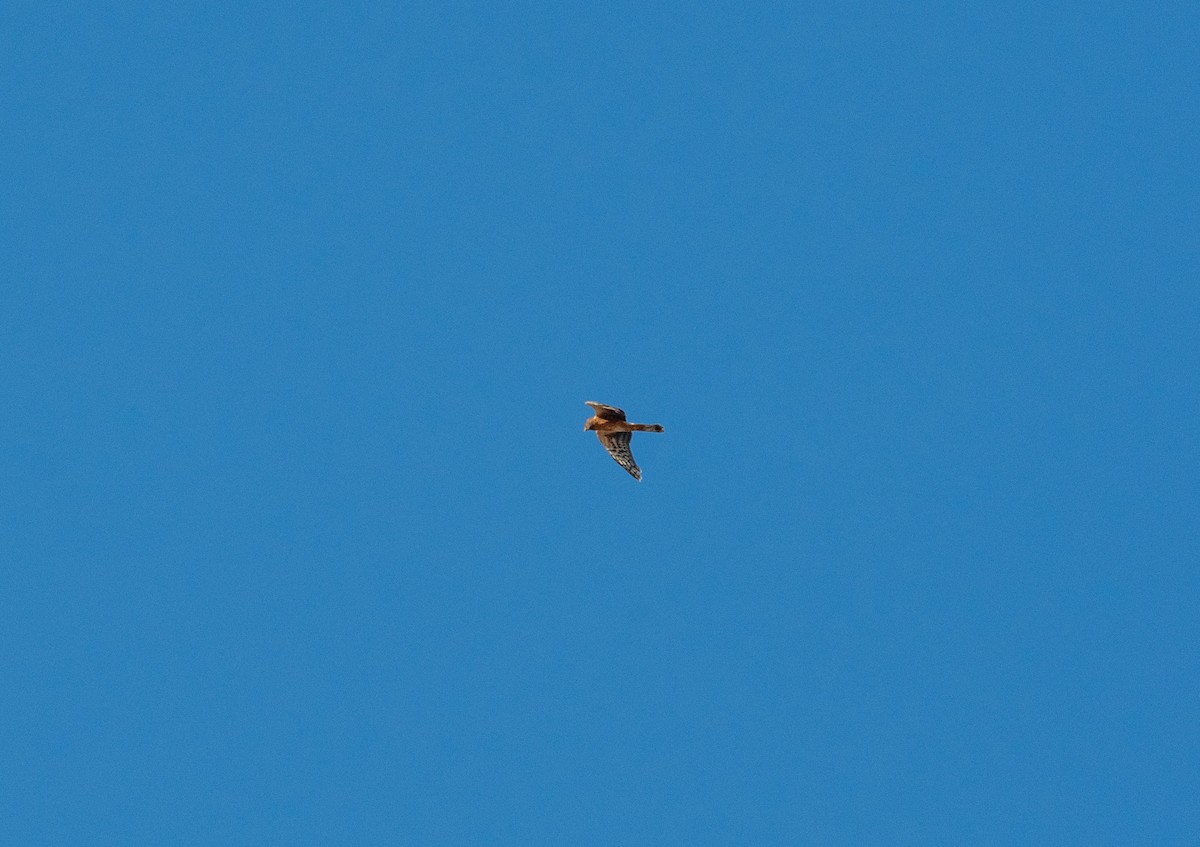 Northern Harrier - ML646371835