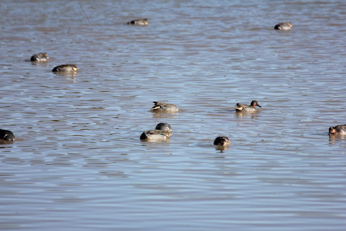 Green-winged Teal - ML646371836