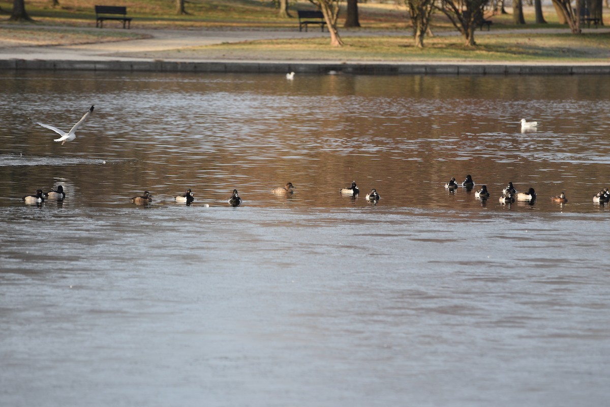 Ring-necked Duck - ML646371838